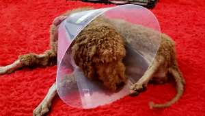 Lost Pet: Vinny