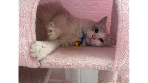 Lost Pet: Eira