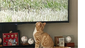 Lost Pet: Gregory Clyde Junior