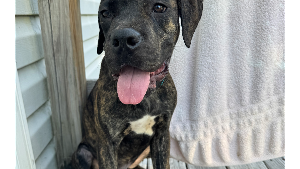 Lost Pet: Thor