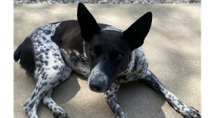 Lost Pet: Snip