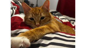Lost Pet: JACK