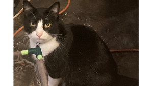 Lost Pet: Ella