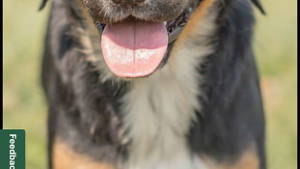 Lost Pet: Rosa