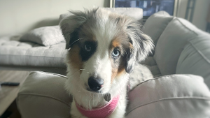 Lost Pet: Bellatrix