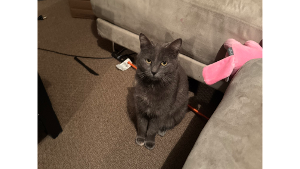 Lost Pet: Stormie