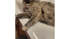 Lost Pet: Laneza