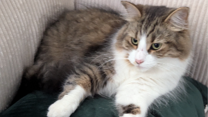 Lost Pet: Moe