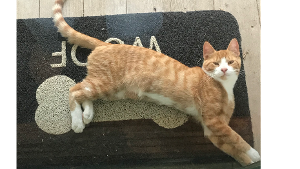 Lost Pet: Orangie