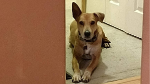 Lost Pet: Sugar
