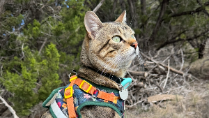 Lost Pet: Lao Tzu Patience Magnolia Ball
