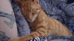 Lost Pet: Dexter