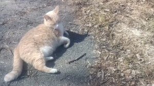 Lost Pet: Odin
