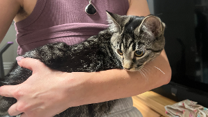 Lost Pet: Nova