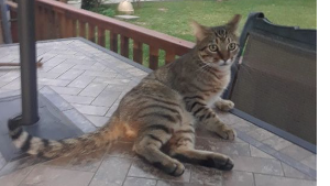 Lost Pet: Peppi