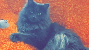 Lost Pet: Wolfgang Whittaker