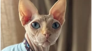 Lost Pet: Max