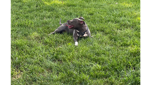 Lost Pet: Kayla Kay