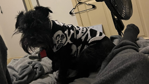 Lost Pet: Other