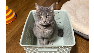 Lost Pet: Edward