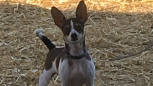 Lost Pet: Pepito