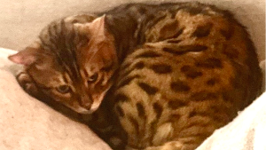 Lost Pet: Kino