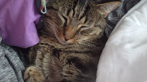 Lost Pet: Mittens