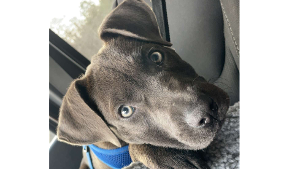 Lost Pet: maggie