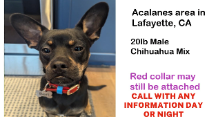 Lost Pet: UNKNOWN