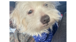 Lost Pet: Coco