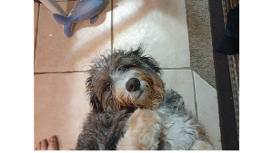 Lost Pet: Gimli