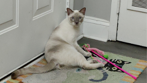 Lost Pet: Marley