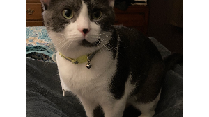 Lost Pet: Thomas