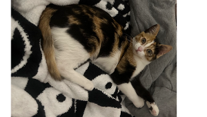 Lost Pet: Muffin