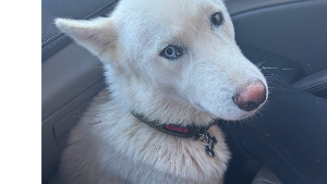 Lost Pet: Max