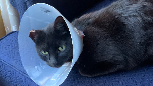 Lost Pet: Esmeralda