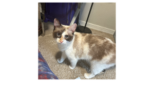 Lost Pet: Sierra Snowbell Parker