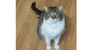 Lost Pet: Poppy