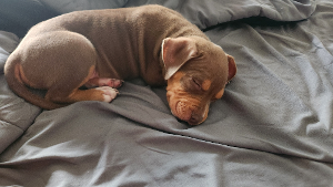 Lost Pet: Diego