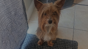 Lost Pet: Hershey