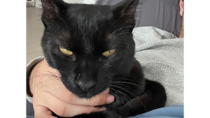 Lost Pet: Ash