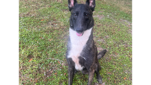 Lost Pet: Arrow