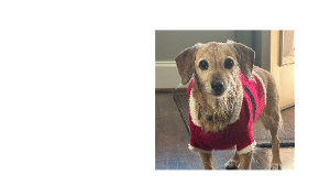 Lost Pet: Sugar