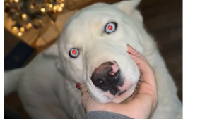 Lost Pet: Zeus