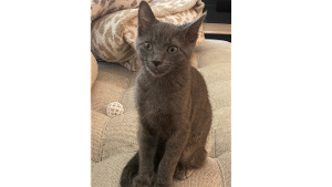 Lost Pet: Smokey