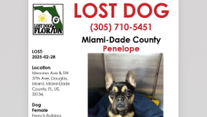 Lost Pet: Penelope