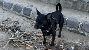Sparky<
