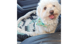 Lost Pet: Oliver