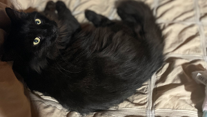 Lost Pet: Savage