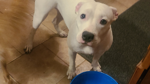 Lost Pet: EVEY